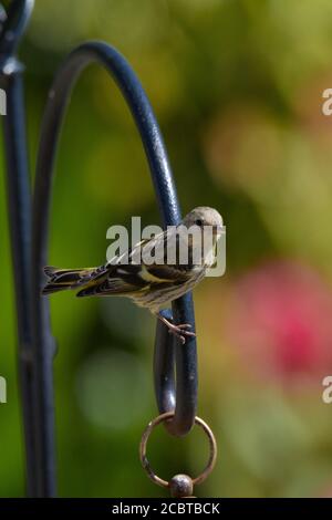 Junge Siskin auf einem Vogelfutterhaus Stockfoto