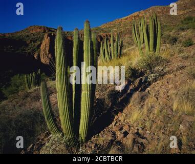 Organpipe Cactus National Monument AZ / APR Junge grüne Organpipe Cactus bevölkern die Hänge des Diablo Mountain. Stockfoto