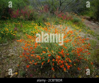 Organpipe Cactus National Monument AZ / MAR Globemallow Penstemon und Mexikanischer Goldmohn gedeiht an einem Nebenfluss der Cherioni Waschen Sie entlang Puerto Stockfoto