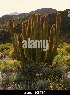 Organpipe Cactus National Monument AZ / APR Brittlebush und Lupine schmücken eine hinterleuchtete Organpipe im Diablo Canyon. Blick nach Westen. (V) Stockfoto