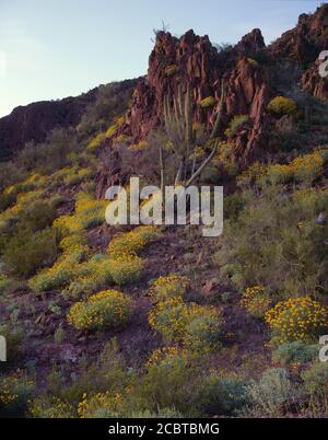 Organpipe Cactus National Monument AZ / MAR die gelben Blüten Der Brittlebush Kontrast gegen vulkanisches Gestein mit Organpipe Kaktus in Dämmerungslicht Stockfoto