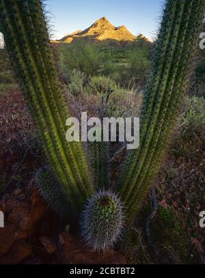 Organpipe Cactus National Monument AZ / MAR die Arme eines jungen Organpipe Cactus umrahmen einen Gipfel in den Puerto Blanco Bergen. Stockfoto