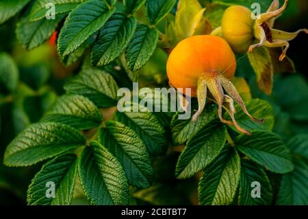 Wildrose, Rosa canina, reife Früchte auf einem Hintergrund von grünen Blättern Stockfoto