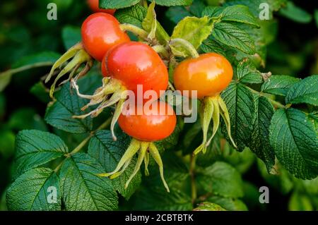 Wildrose, Rosa canina, reife Früchte auf einem Hintergrund von grünen Blättern Stockfoto