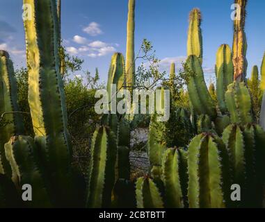 Organpipe Cactus National Monument AZ / MAR EIN Kreosot-Busch vermischt sich mit einem Senita-Kaktus, der im Senita-Becken des Denkmals gefunden wurde. Stockfoto