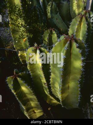 Organpipe Cactus National Monument AZ / MAR EIN Kreosot-Busch vermischt sich mit einem Senita-Kaktus, der im Senita-Becken des Denkmals gefunden wurde. #2 Stockfoto
