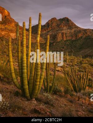 Organpipe National Monument AZ / MÄRZ Letztes Licht auf Organpipe Kaktus unter einem stürmischen Himmel, der von den Diablo Mountains zurückfallen gelassen wurde. Stockfoto