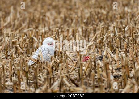 Schneeeule im Hinterland Stockfoto