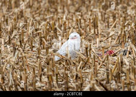 Schneeeule im Hinterland Stockfoto