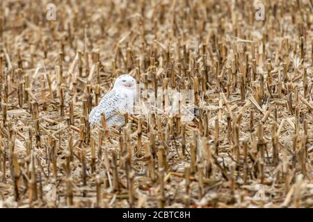 Schneeeule im Hinterland Stockfoto