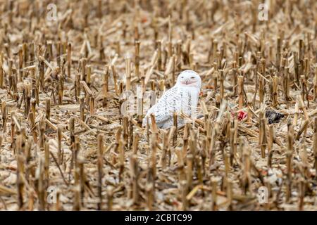 Schneeeule im Hinterland Stockfoto