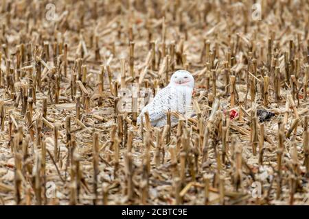 Schneeeule im Hinterland Stockfoto