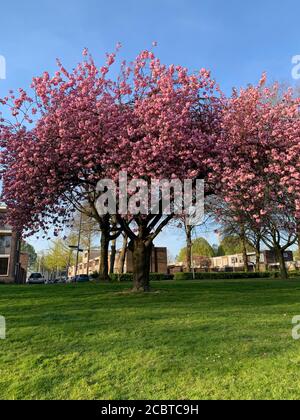 Rosafarbener blühender Baum im Park vor dem Bahnhof der Universität Tilburg. Tilburg, Nordbrabant, Niederlande. Stockfoto