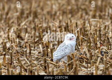 Schneeeule im Hinterland Stockfoto