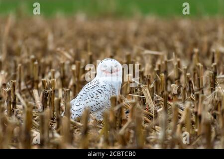 Schneeeule im Hinterland Stockfoto