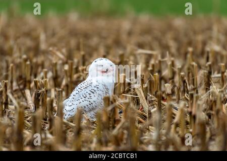 Schneeeule im Hinterland Stockfoto
