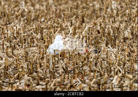 Schneeeule im Hinterland Stockfoto