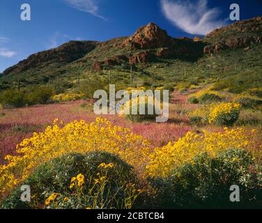 Organpipe Cactus National Monument AZ/MAR Mounds of Brittlebush schmücken ein Teppich aus Eulenklee mit Saguaro Kakteen und Kreosot Busch Stockfoto