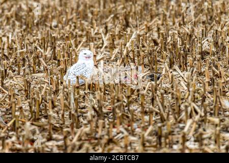 Schneeeule im Hinterland Stockfoto
