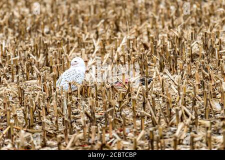 Schneeeule im Hinterland Stockfoto