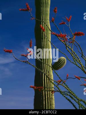Organpipe National Monument AZ / MAR flaggen Ocotillo gegen einen saguaro Kaktus und blauen Himmel im Senita Basin. Toyo 4 x 5 400 mm f64 iso 50 Stockfoto