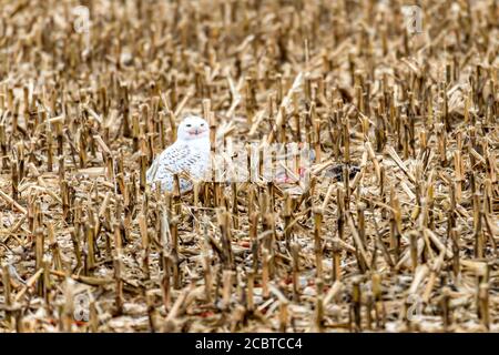 Schneeeule im Hinterland Stockfoto