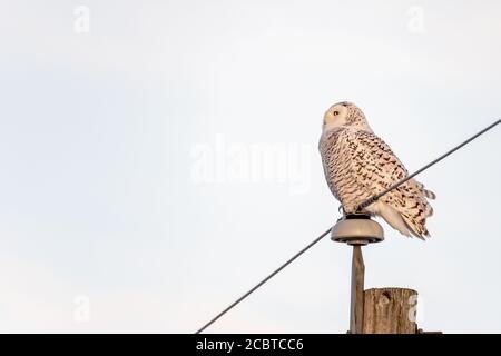 Schneeeule im Hinterland Stockfoto