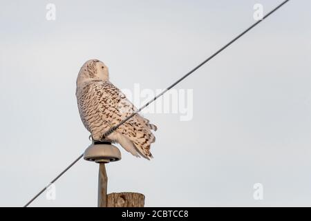 Schneeeule im Hinterland Stockfoto