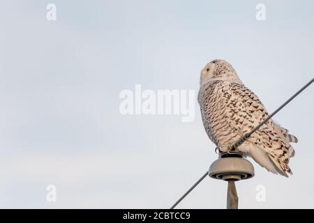 Schneeeule im Hinterland Stockfoto