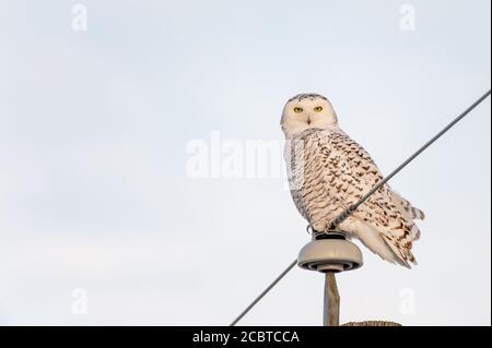 Schneeeule im Hinterland Stockfoto