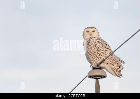 Schneeeule im Hinterland Stockfoto