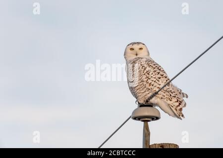 Schneeeule im Hinterland Stockfoto