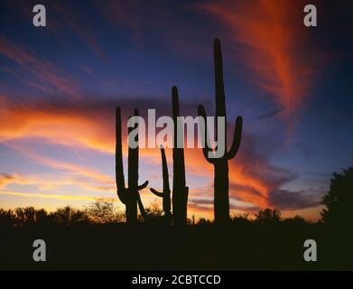 Organpipe Cactus Nat'l Monument AZ/MÄRZ Sonnenuntergang rosa Cirrus Wolken wirbeln Über einem silhouettierten Stand von Saguaro Kakteen in der Nähe von KuaKatch Wash Im Norden e Stockfoto