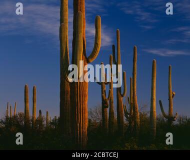 Organpipe Cactus Nat'l Monument, AZ / MÄRZ EIN Stand der Saguaro Kakteen röten im ersten Licht des Tages in der Nähe des Senita Beckens. Stockfoto