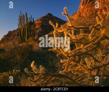 Organpipe Cactus National Monument AZ/MAR Letzter Nachmittag erwärmt das Licht westwand der Diablo und Ajo Berge jenseits einer Reifer Organpipe Kaktus Stockfoto