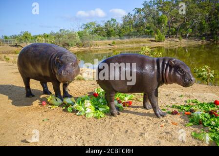 Männliche Zwergflusspferde füttern neben dem Nilpferd-Gehege im inaktiven Cairns Wildlife Safari Reserve in Far North Queensland, Australien. Stockfoto