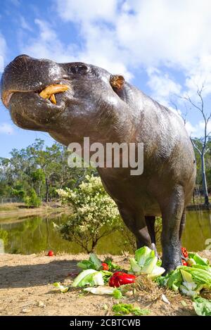 Männliche Zwergflusspferde füttern neben dem Nilpferd-Gehege im inaktiven Cairns Wildlife Safari Reserve in Far North Queensland, Australien. Stockfoto