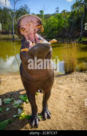 Männliche Zwergflusspferde füttern neben dem Nilpferd-Gehege im inaktiven Cairns Wildlife Safari Reserve in Far North Queensland, Australien. Stockfoto