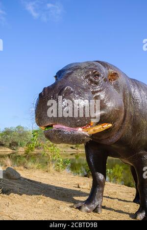 Männlicher Pygmäenhippopotamus, der neben dem Hippopotamus-Gehege im inaktiven Cairns Wildlife Safari Reserve in Far North Queensland, Australien, steht. Stockfoto