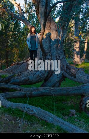 Weibliche Touristen in Wilmington, steht auf der Spitze der Wurzeln auf einem großen Gummibaum scheinbar in der Luft auf einem Bachufer durch die Aktion der Erosion aufgehängt. Stockfoto