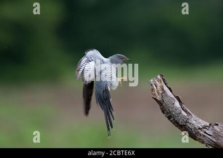 Gewöhnlicher Kuckuck bei der Landung auf einer Zweigstelle, Surrey, Großbritannien Stockfoto