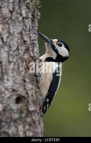 Großfleckige Spechte, Männchen am Baum Stockfoto