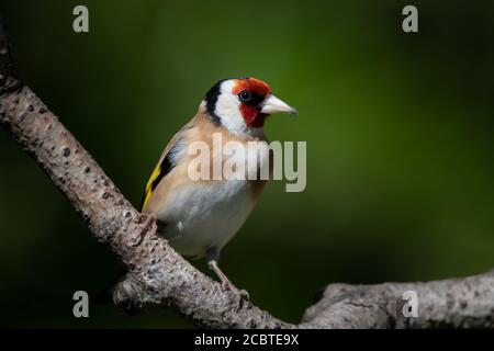 Doldfinch auf einem silbernen Birkenzweig in Woodland, Großbritannien Stockfoto