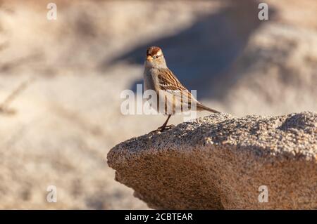 Chipping Sparrow Spizella passerina liegt auf einem Felsen, Joshua Tree National Park, Kalifornien, Vereinigte Staaten. Stockfoto