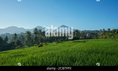 Schöne Aussicht auf grünen Reis in der Landschaft in der Morgen Stockfoto