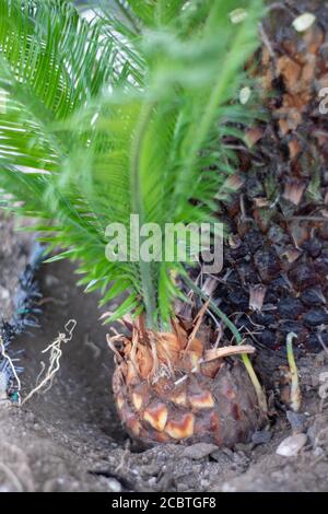 Cycas revoluta Pflanzen für den Ersatz entfernt Stockfoto