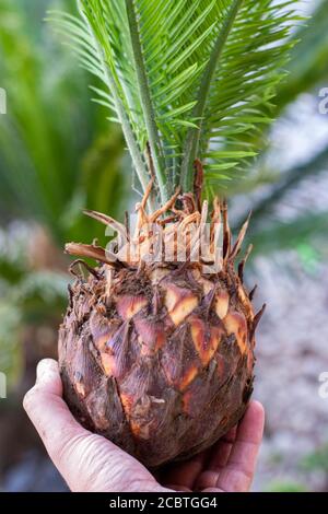 Männliche Hand Grabbing Cycas revoluta Pflanzen für den Ersatz entfernt Stockfoto