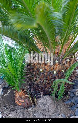 Cycas revoluta Pflanzen für den Ersatz entfernt Stockfoto