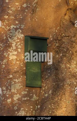 Eine künstliche Fledermauskiste, an einem Baumstamm befestigt. Stockfoto
