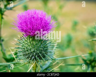 Nahaufnahme der purpurnen stacheligen Distelblüte (Carduus Acanthoide) Stockfoto